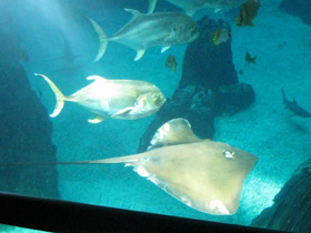 Фото Большой каранкс