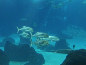 Фото Большой каранкс