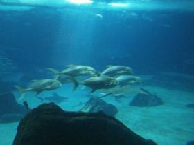 Фото Большой каранкс