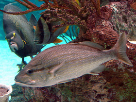 Смотреть фото Ронки Фото Ронки