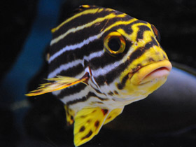 Фото Полосатый гатерин