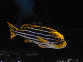 Фото Полосатый гатерин