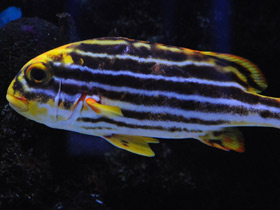 Фото Полосатый гатерин