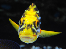 Фото Полосатый гатерин