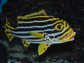 Фото Полосатый гатерин