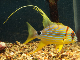 Смотреть фото Парусный луциан Фото Парусный луциан