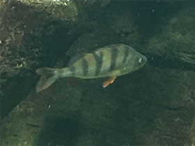 Фото Речной окунь