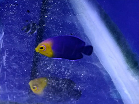 Смотреть фото Центропиг-херувим Фото Центропиг-херувим