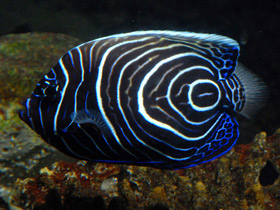 Фото Императорский ангел