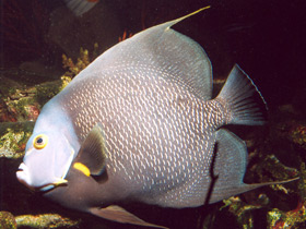 Фото Черный ангел