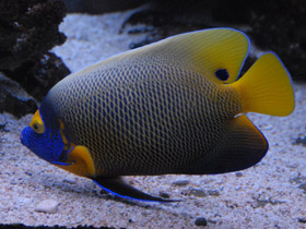 Смотреть фото Синеголовый ангел Фото Синеголовый ангел