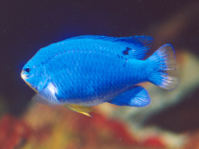 Фото Синяя хризиптера