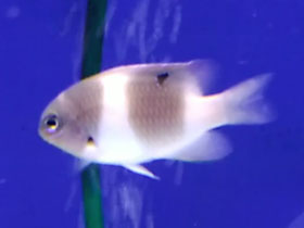 Смотреть фото Синеспинная хризиптера Фото Синеспинная хризиптера