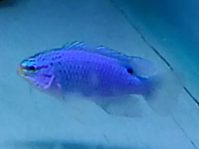 Смотреть фото Хризиптера южноморский дьявол Фото Хризиптера южноморский дьявол