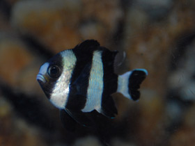 Чернохвостый дасцилл-зебра Чернохвостый дасцилл-зебра