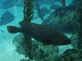 Фото Индоокеанский малоглазый групер