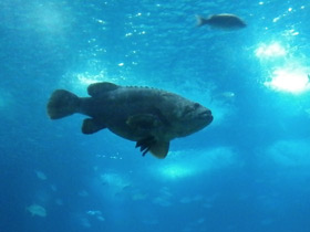 Фото Индоокеанский малоглазый групер