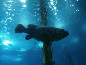 Фото Индоокеанский малоглазый групер