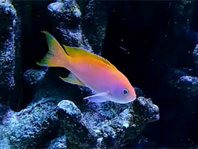 Фото Двупятнистый антиас