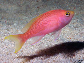 Фото Ослепительный антиас