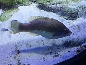 Фото Каменный окунь