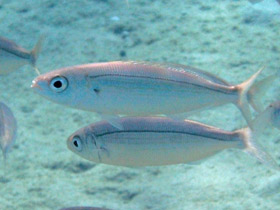 Смотреть фото Большеглазый боопс Фото Большеглазый боопс