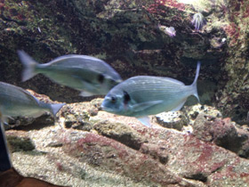 Смотреть фото Белый сарг Фото Белый сарг