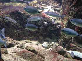 Смотреть фото Белый сарг Фото Белый сарг