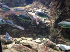 Смотреть фото Белый сарг Фото Белый сарг