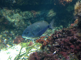 Смотреть фото Чернохвостая облада Фото Чернохвостая облада