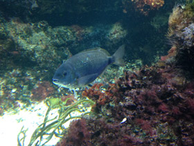 Смотреть фото Чернохвостая облада Фото Чернохвостая облада