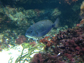 Смотреть фото Чернохвостая облада Фото Чернохвостая облада