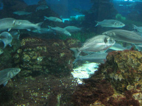 Фото Дорада