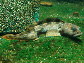 Европейская бельдюга Европейская бельдюга