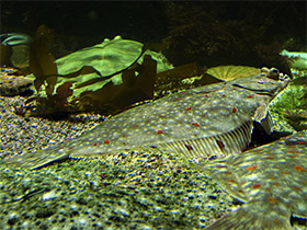 Смотреть фото Морская камбала Фото Морская камбала