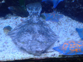 Смотреть фото Темная полярная камбала Фото Темная полярная камбала