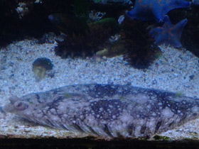 Смотреть фото Темная полярная камбала Фото Темная полярная камбала