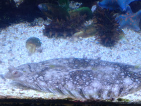 Смотреть фото Темная полярная камбала Фото Темная полярная камбала