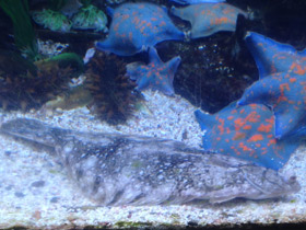 Смотреть фото Темная полярная камбала Фото Темная полярная камбала