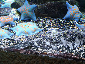 Фото Японская зимняя камбала