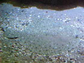 Фото Рыба тюрбо