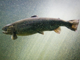 Фото Атлантический лосось