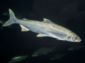 Фото Белорыбица