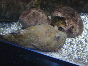 Фото Многоигловый керчак