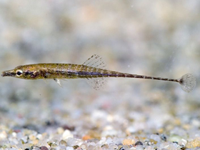 Фото Индостома