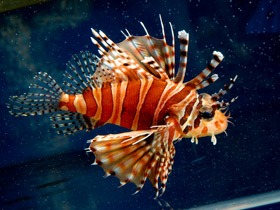 Смотреть фото Крылатка-зебра Фото Крылатка-зебра