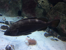 Фото Темный окунь