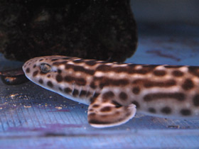 Смотреть фото Коралловая кошачья акула Фото Коралловая кошачья акула