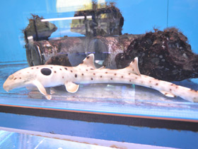 Фото Глазчатая кошачья акула