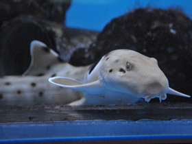 Фото Глазчатая кошачья акула